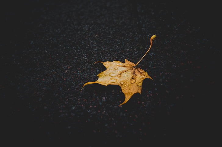 narančasta, Javor, list, jesen, kiša, kiša pada, žuta