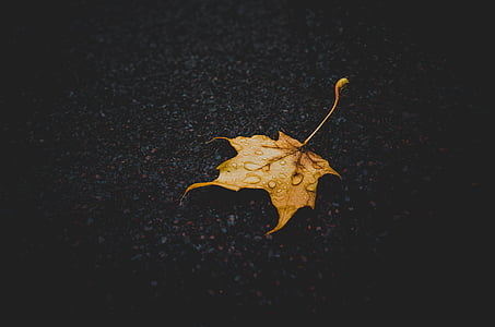 oranžna, javor, listov, jeseni, dež, kaplja dežja, rumena
