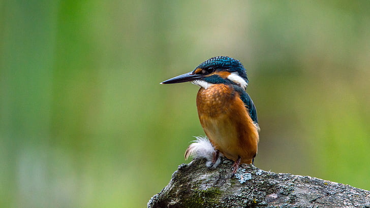 kingfisher, bird, common kingfisher, small, alcedo atthis, branch, watch