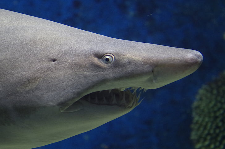 shark, animal, sea, teeth, nature