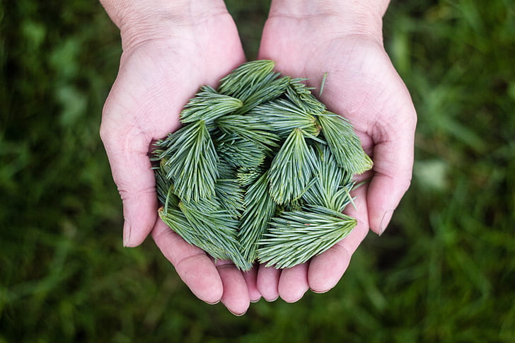 green, hands, holding, pine, sprouts, nature, food