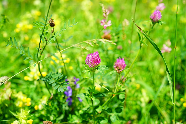 red clover, klee, pointed flower, fodder plant, pink, red, meadow