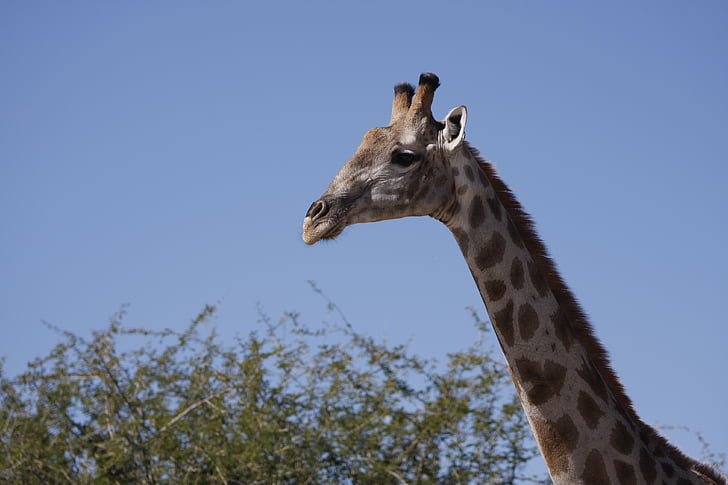 Żyrafa, Namibia, Natura, Afryka, zwierzęta, Safari, bezdroża