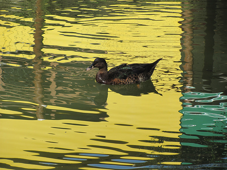 Duck, natur, søen