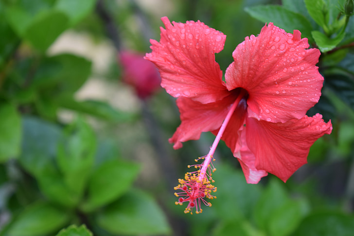 flower, pink flowers, plant
