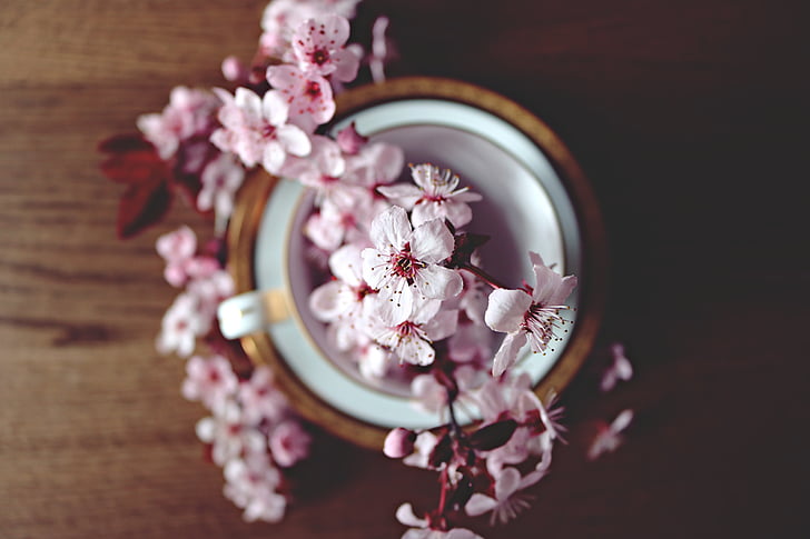 spring, cherry, bloom, blossom, nature, tree, branch
