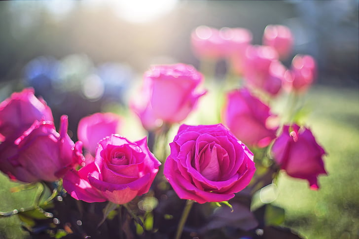 rozes, rozā, ziedi, romantisks, Valentīna, pušķis, ziedi
