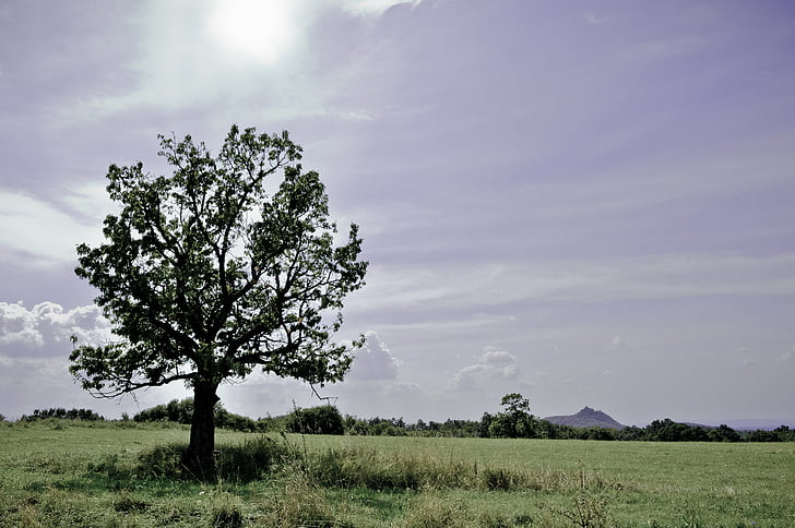 Somoskő, strom, krajina, Příroda, léto, přírodní krajina, obloha