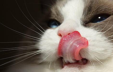 cat, purebred, ragdoll, tongue, funny, pet, fur