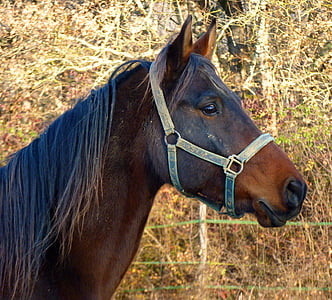 horse, pure arab blood, breeding horses, head, breeding, equine, arabic