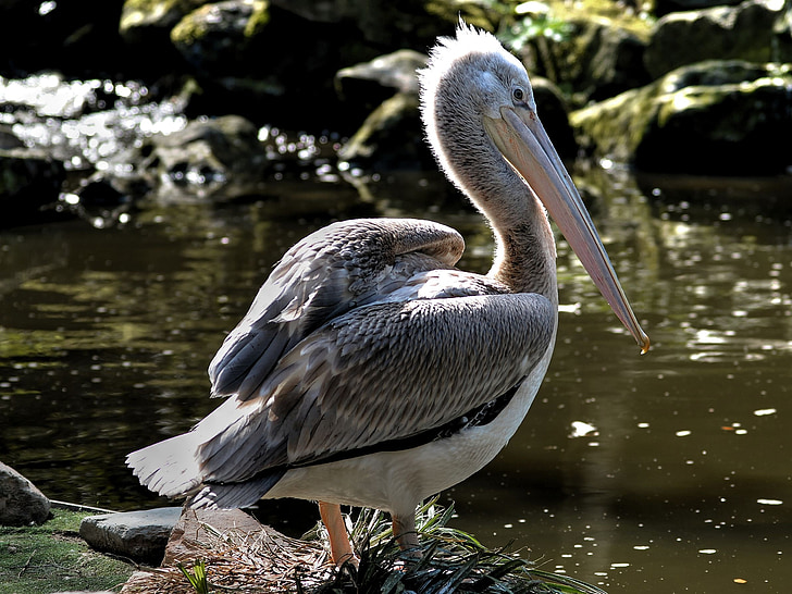 Pelicans, pelikāns, pelecanidae, ūdensputnu, putns, daba, savvaļas dzīvnieki