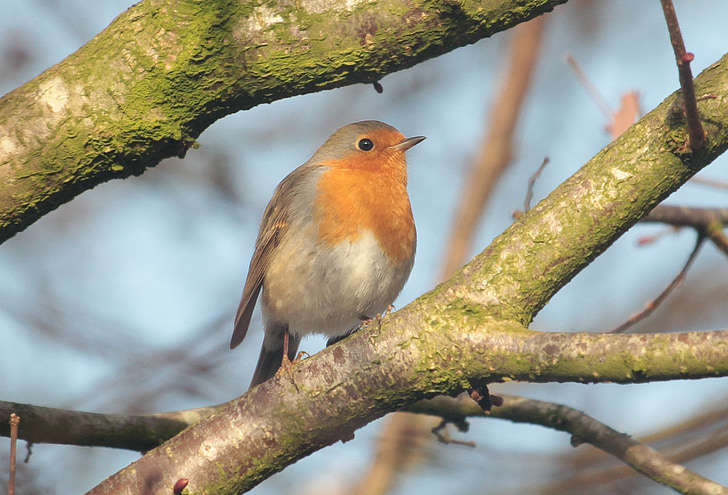 robin, bird, songbird, sparrow bird, nature, beautiful, animal