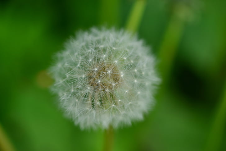 민들레, 배경, 자연