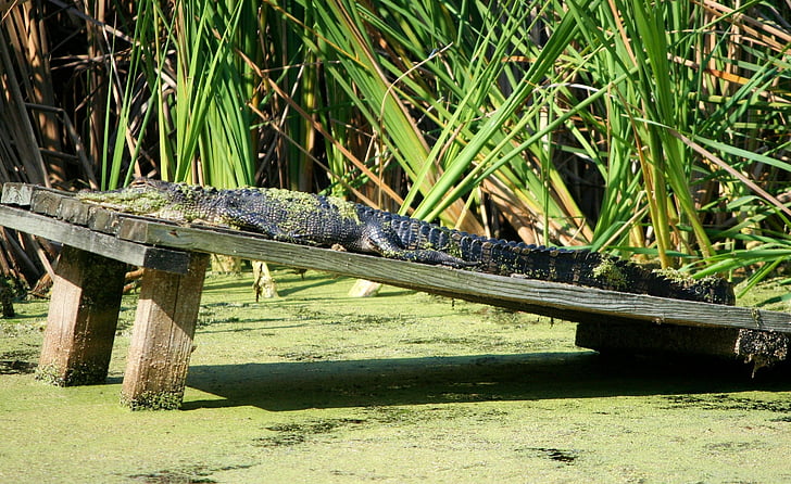 american alligator, reptile, crocodilian, sun bathing, 3 5 meters, swamp