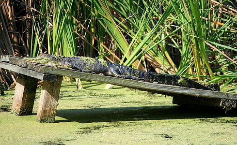 Американский аллигатор, Рептилия, crocodilian, солнечные ванны, 3 5 метров, болото