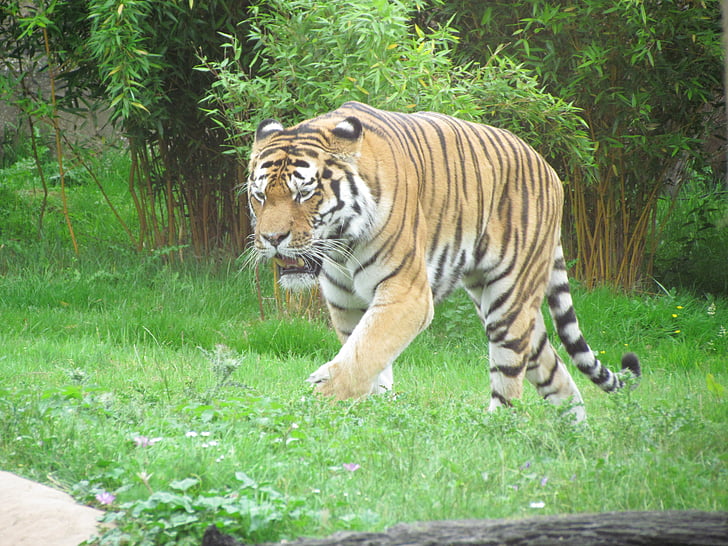tiger, grass, walking, cat, wild, wildlife, predator
