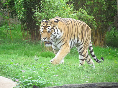 tiger, grass, walking, cat, wild, wildlife, predator