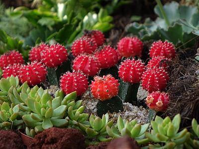 Cactus, Gymnocalycium mihanovichii, mento cactus, pianta d'appartamento, terreno, deserto, selvaggio