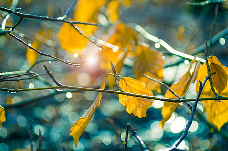 Leaf, žltá, Sunshine, slnko, Farba, Príroda, prírodné