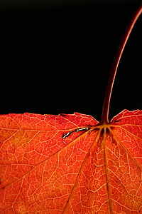 makro, fotografering, orange, ahorn, blad, efterår, Rød, blad