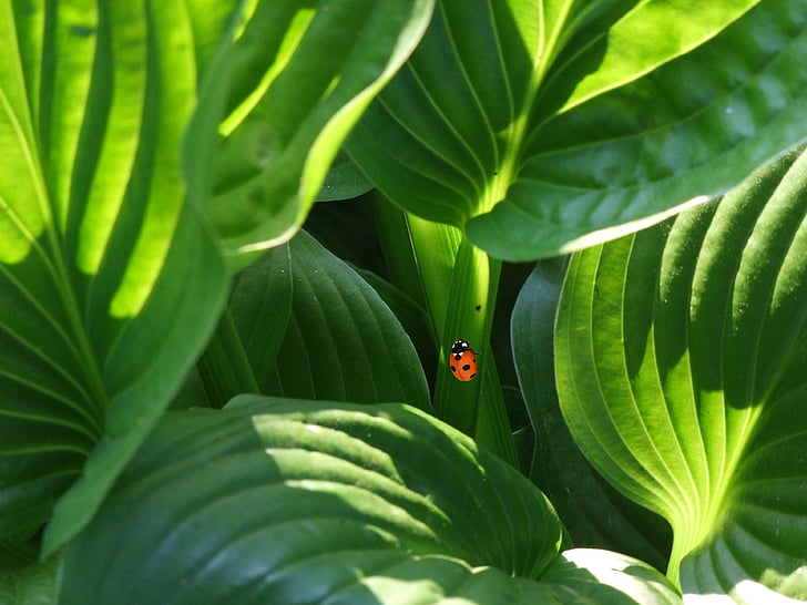 Mariquita, escarabat, planta, planta ornamental, parc sud, Düsseldorf, llum