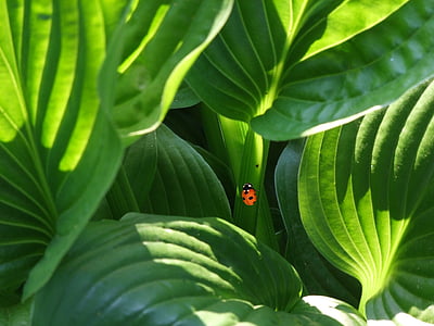 Mariquita, Escarabajo de la, planta, planta ornamental, Parque del sur, Düsseldorf, luz
