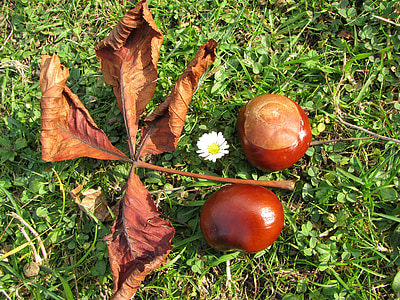 natur, Chestnut, efterår, sæson, blad, rød