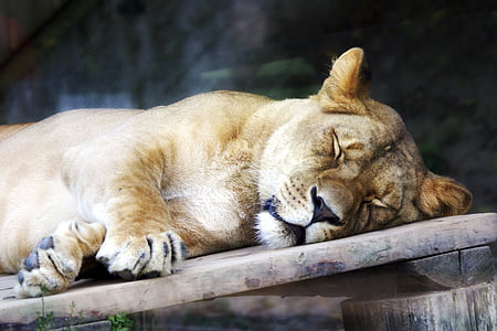singa betina, hewan, kebun binatang, Košice Slowakia, tidur, kepala