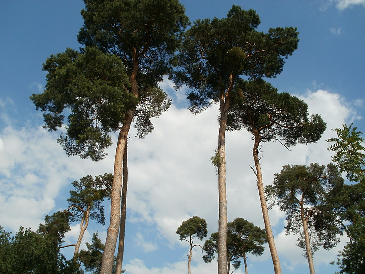 fyrretræer, Pinus, sylvestris, træer, natur, plante, kuffert