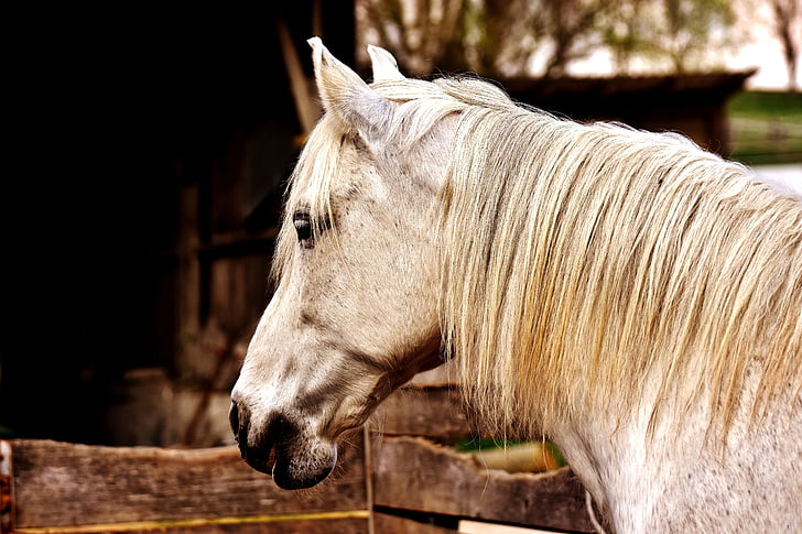 мухъл, кон, се разклаща на главата, животните животински свят, дива природа фотография, бяло, едно животно