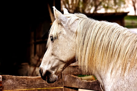 hallituse, hobune, raputada juhi, loomade loomade maailma, eluslooduse fotograafia, valge, üks loom