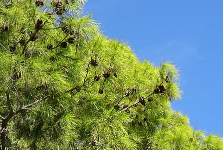 pino, árbol, Pinus, conos de, las vegas, Nevada, Estados Unidos