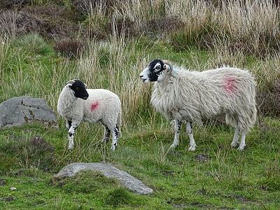 lamb, sheep, ewe, animal, agriculture, livestock, spring