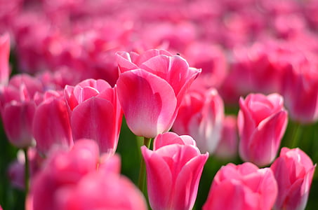 tulipas, vermelho, macro, cores vivas, natureza, close-up, Turquia