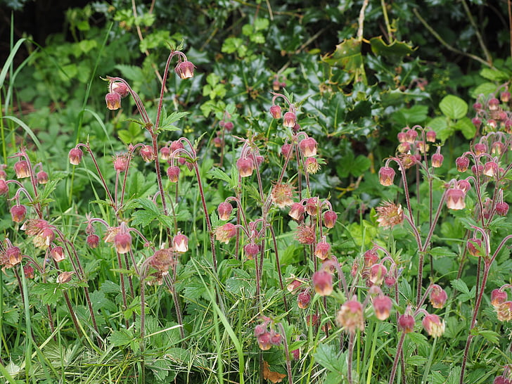 pointed flower, avens, geum rivale, geum, rose greenhouse, rosaceae, inflorescence