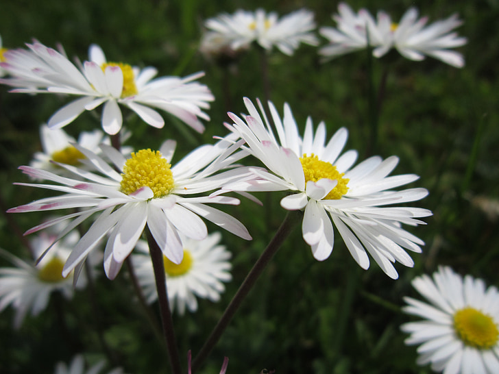 Daisy, padang rumput, putih, bunga, hijau, bunga Padang rumput, musim semi