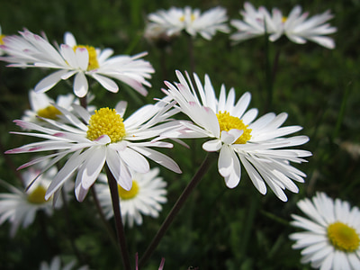 Daisy, äng, vit, blommor, grön, blomma äng, våren