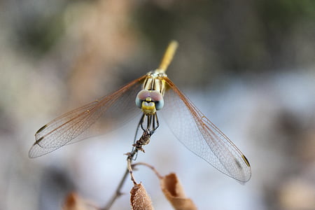 Dragonfly, insect, natuur, dier, dierlijke vleugel, Close-up, macro