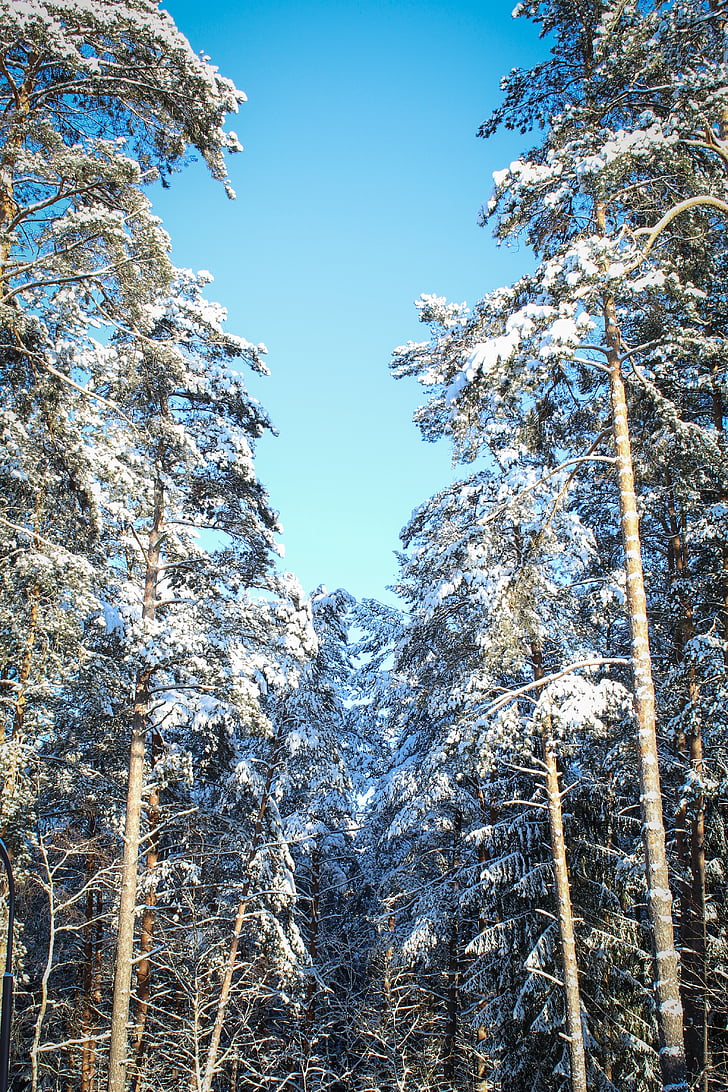 zimski gozd, nebo, sneg, gozd, narave, drevo, bela