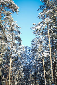zimní les, obloha, sníh, Les, Příroda, strom, bílá
