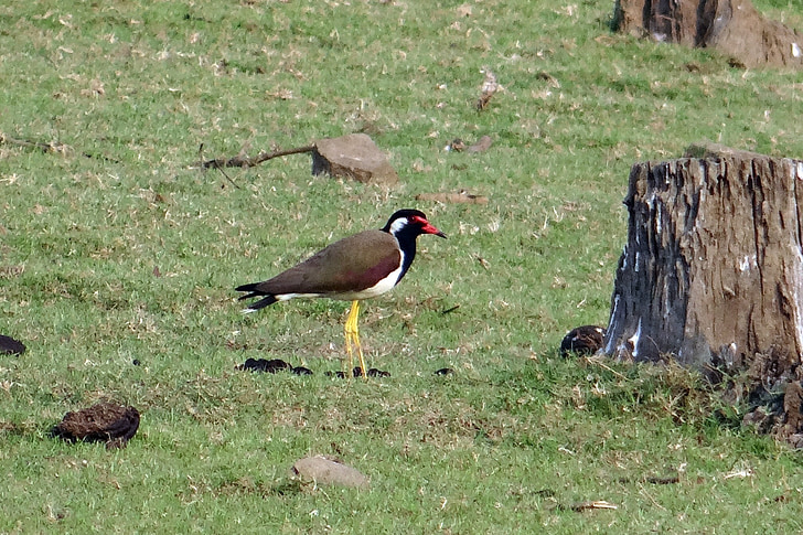 červená Čejka chocholatá, Vanellus indicus, Čejka chocholatá, Kulík, Wader, pták, Indie