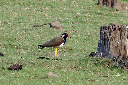 Pavoncella rossa-wattled, Vanellus indicus, Pavoncella, Plover, trampoliere, uccello, India