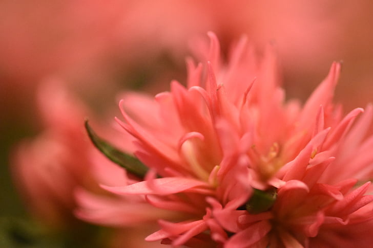 blur, flower, pink, macro, plant, spring, nature