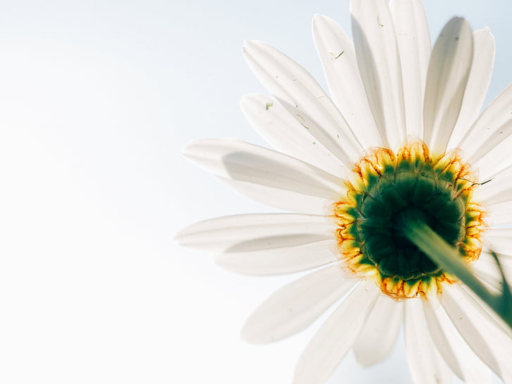 Daisy, bloem, plant, perspectief, van onderen, wit, geel