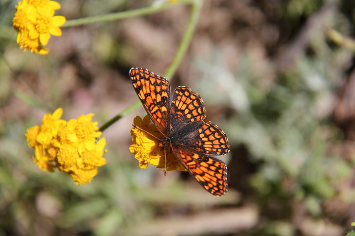 farfalla, insetto, monarca, arancio