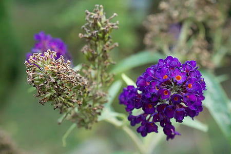 花, 自然, 花香, 紫色, 熏衣草, 花园, 绿色