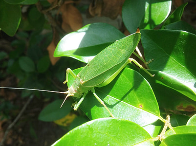 belalang, kamuflase, Tonggeret, daun, hijau, serangga, entomologi