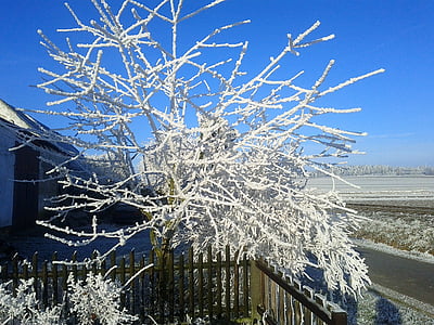 Frost, hoarfrost, soğuk, dalları, donmuş, ağaç, buz