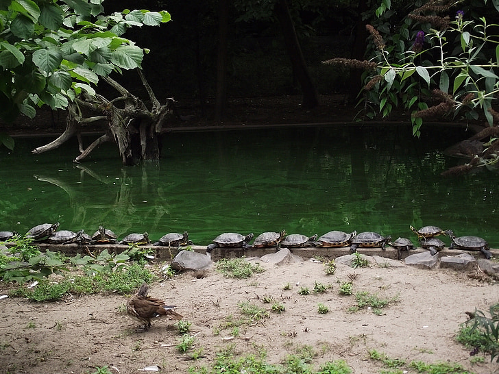 turtle, zoo, water