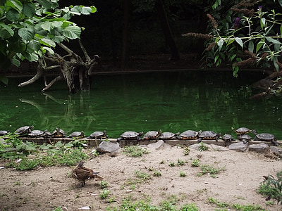 tartaruga, jardim zoológico, água